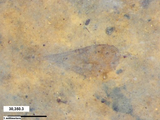 Diptera