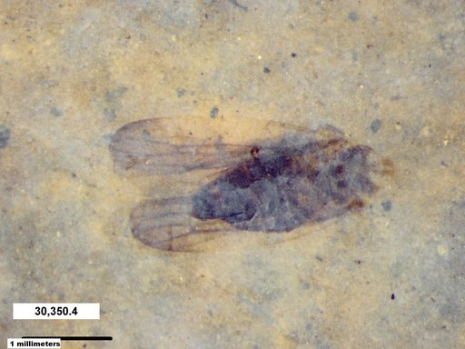 Genus sp