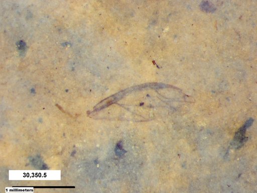 Aphididae