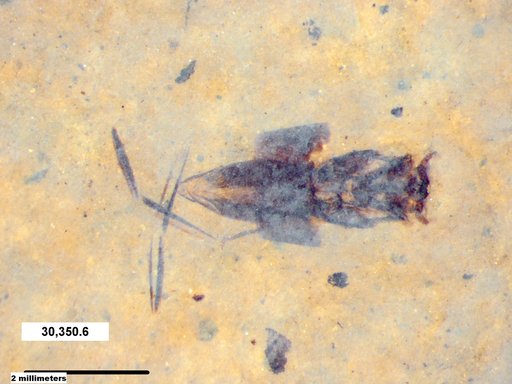 Notonectidae