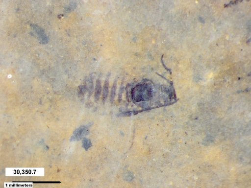Aphididae