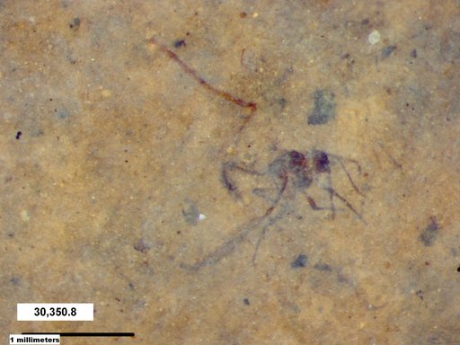 Aphididae