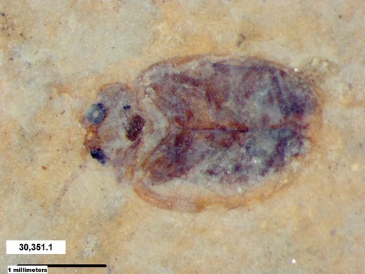 Chrysomelidae