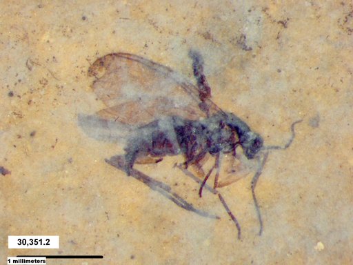 Diptera