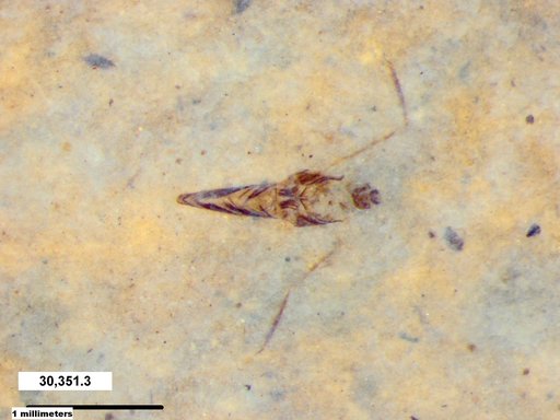 Notonectidae