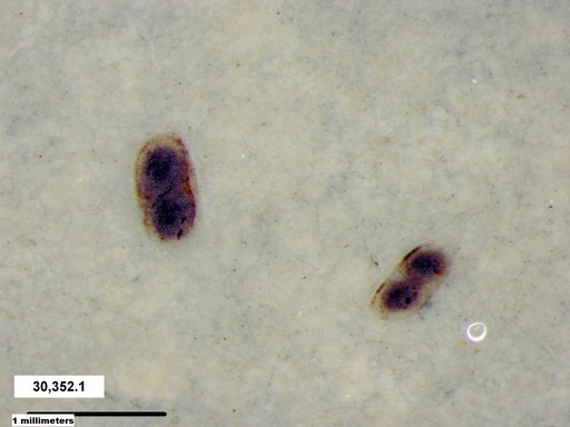 Daphniidae