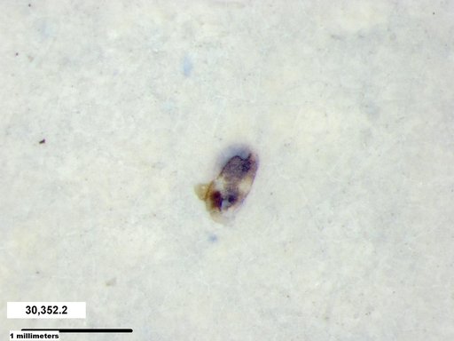 Daphniidae