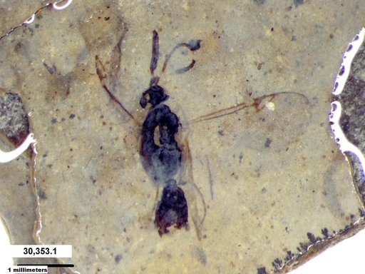 Proctotrupidae