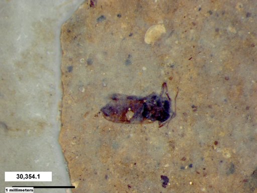 Diptera