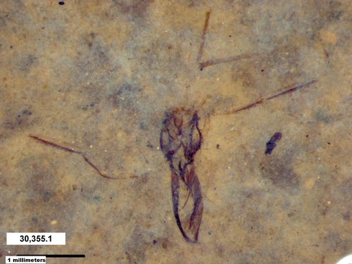 Notonectidae