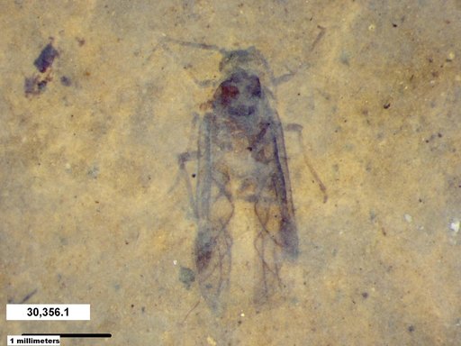 Aphididae