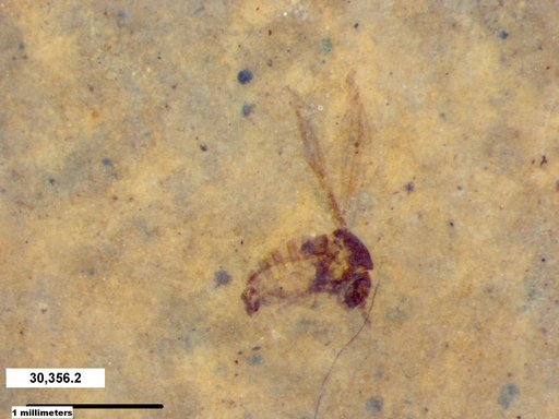 Diptera