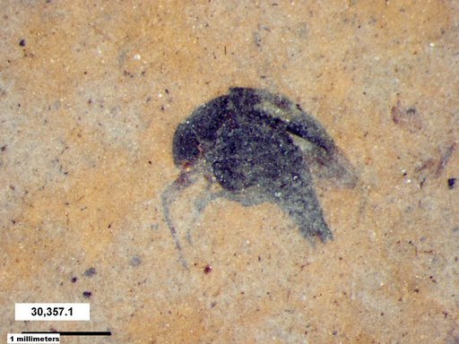 Mordellidae