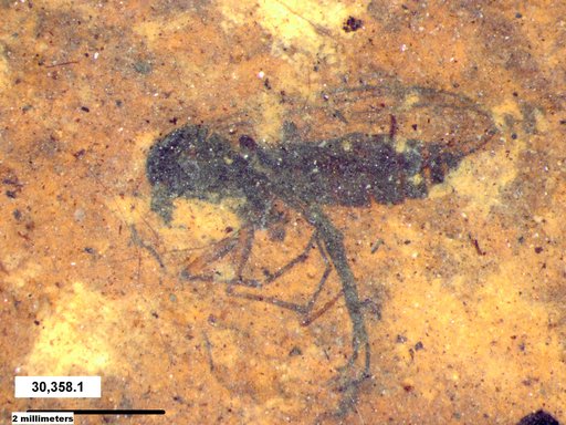 Genus sp