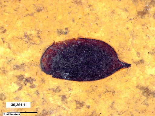 Tracheophyta