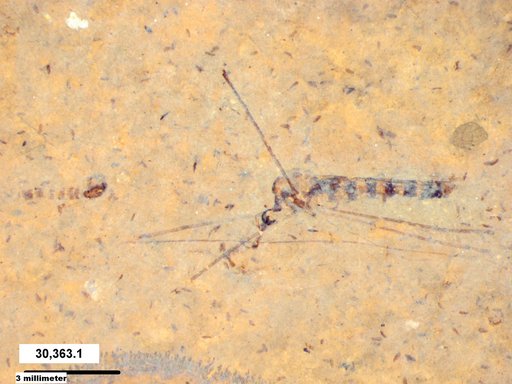 Diptera