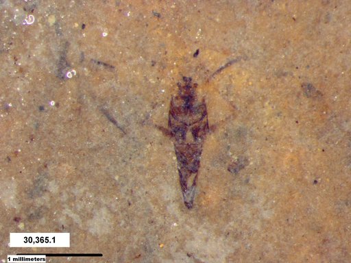 Notonectidae