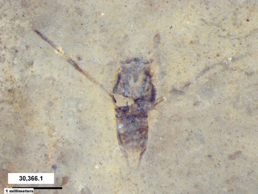 Notonectidae