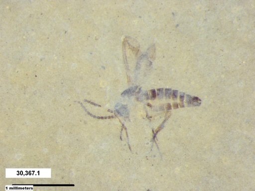Diptera