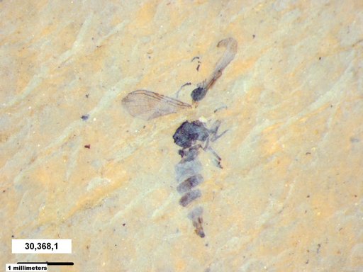 Diptera