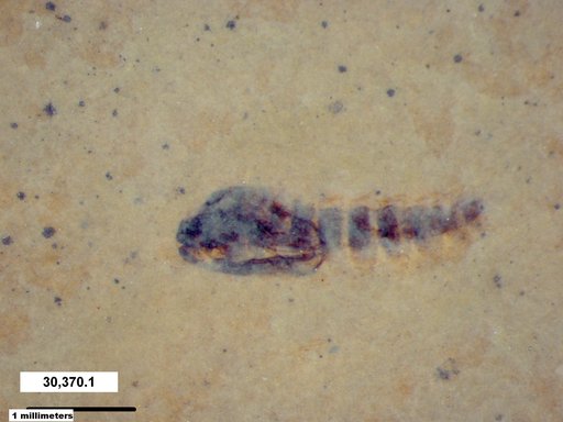 Diptera