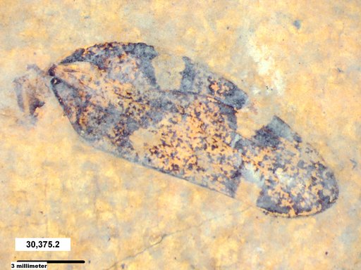 Genus sp