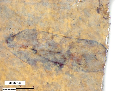 Genus sp