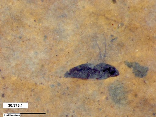 Genus sp