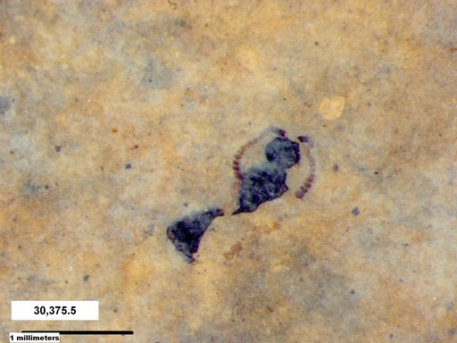 Diapriidae