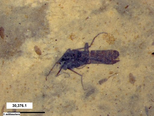 Diptera