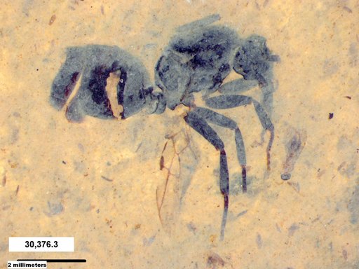 Formicidae