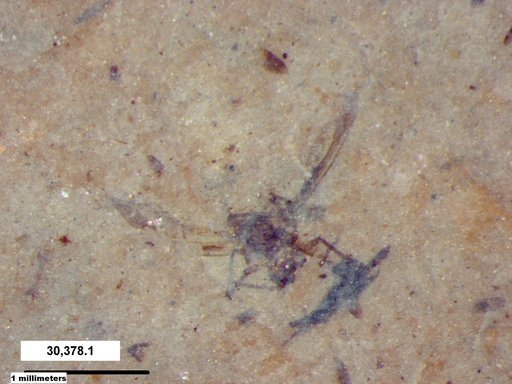 Aphididae