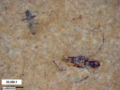 Formicidae