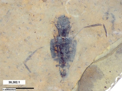 Notonectidae
