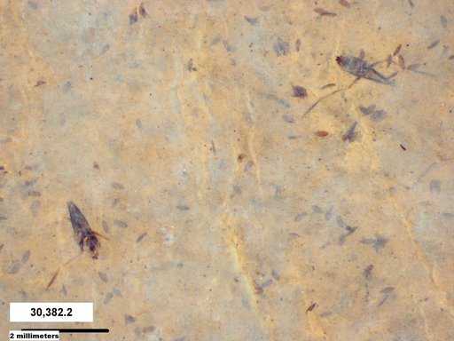 Notonectidae