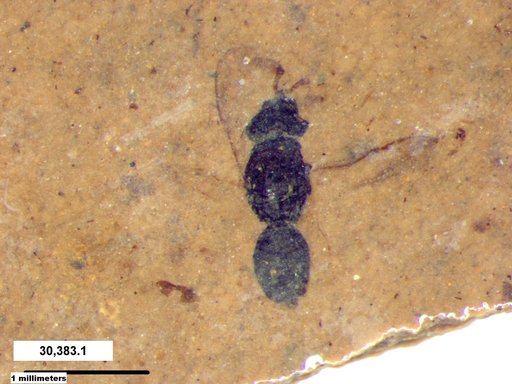 Genus sp