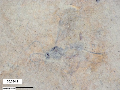 Genus sp
