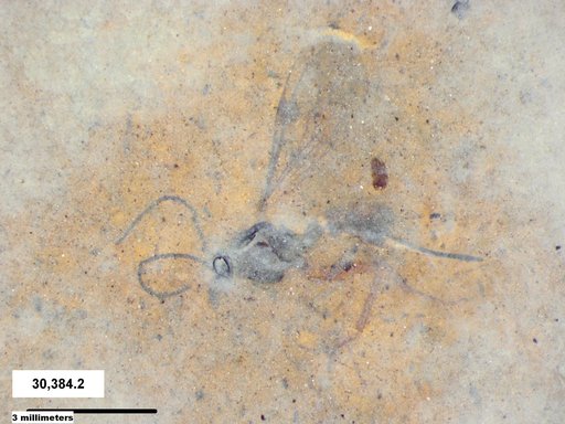 Genus sp