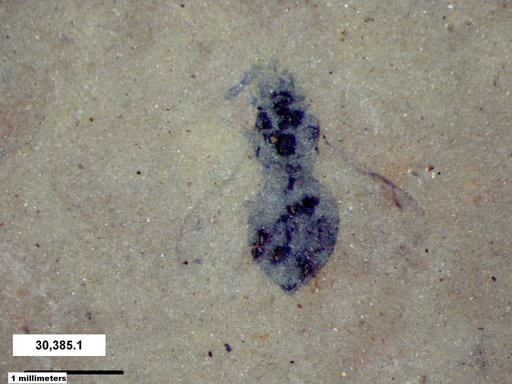 Genus sp