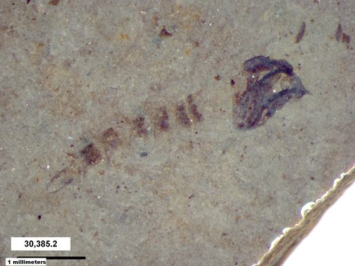 Chaoboridae