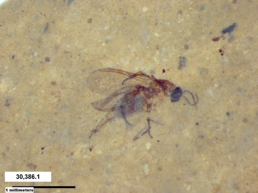 Diptera