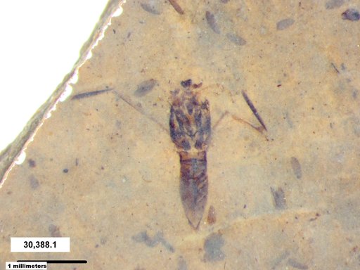 Notonectidae