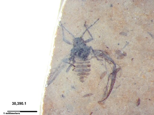 Aphididae