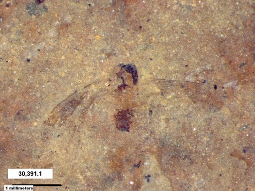 Diptera