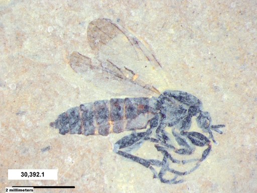 Genus sp