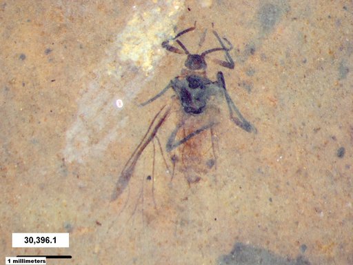 Aphididae