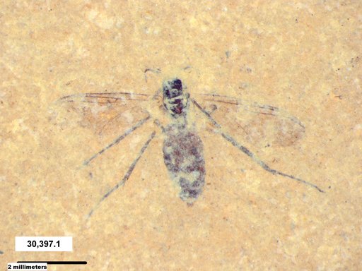 Diptera