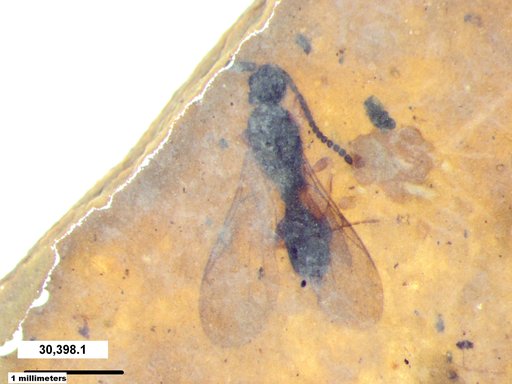 Diapriidae