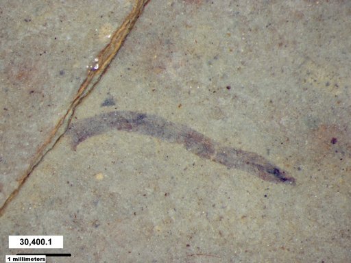 Tracheophyta