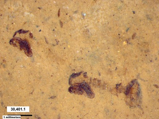 Chaoboridae